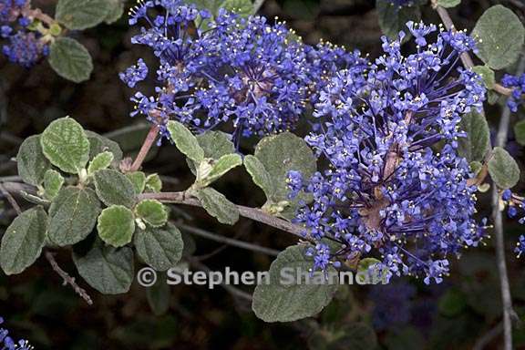 ceanothus tomentosus 4 graphic